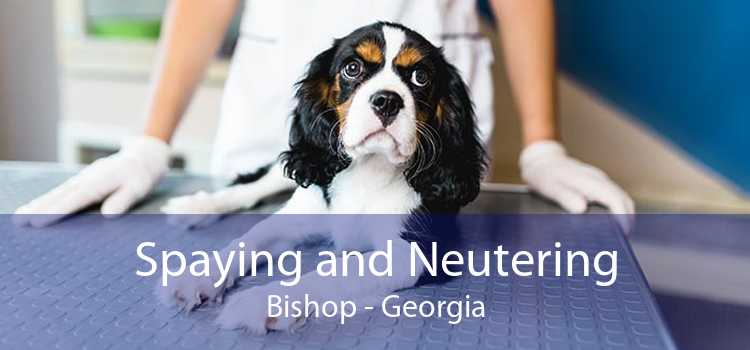 Spaying and Neutering Bishop - Georgia