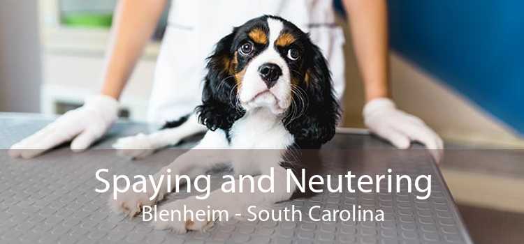 Spaying and Neutering Blenheim - South Carolina