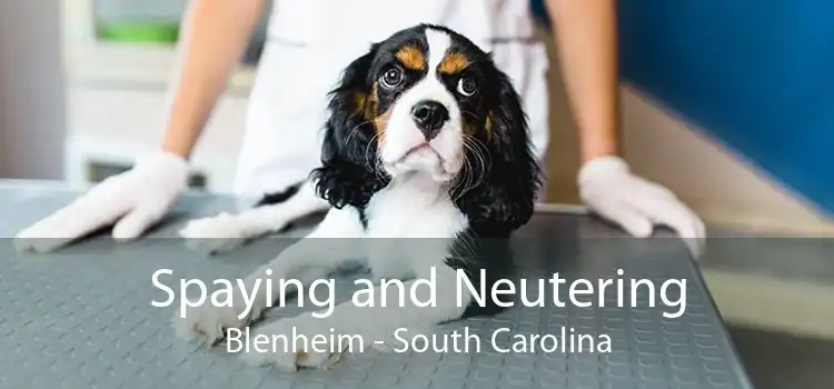 Spaying and Neutering Blenheim - South Carolina