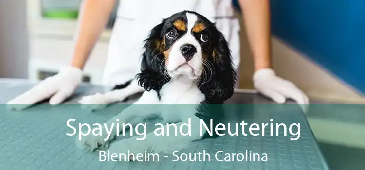 Spaying and Neutering Blenheim - South Carolina