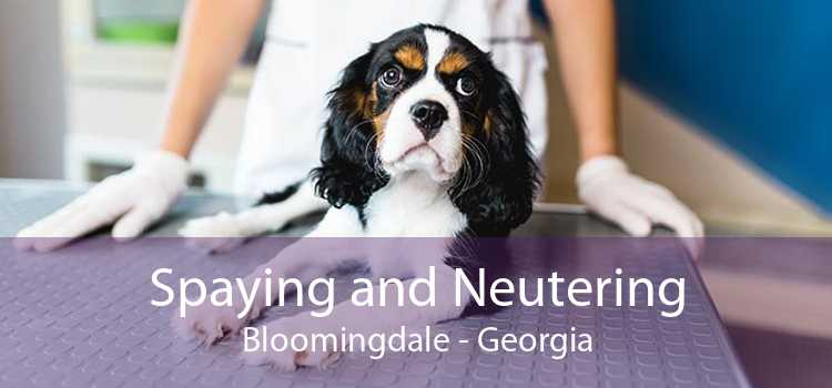 Spaying and Neutering Bloomingdale - Georgia