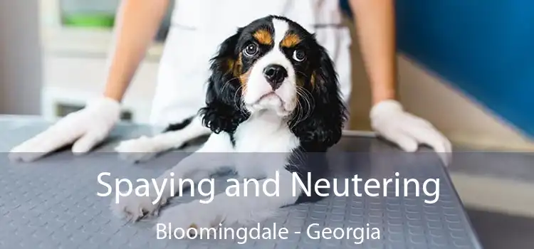 Spaying and Neutering Bloomingdale - Georgia