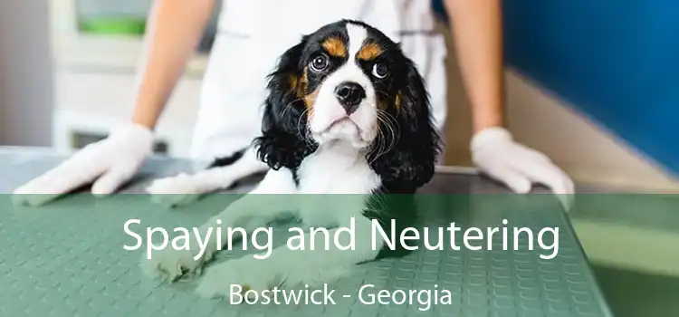 Spaying and Neutering Bostwick - Georgia