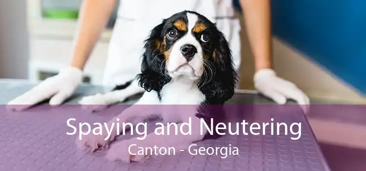Spaying and Neutering Canton - Georgia