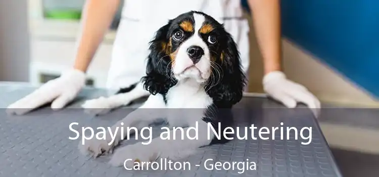 Spaying and Neutering Carrollton - Georgia