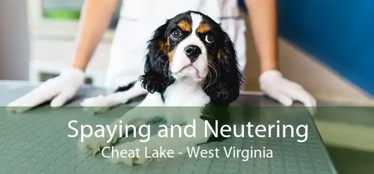 Spaying and Neutering Cheat Lake - West Virginia