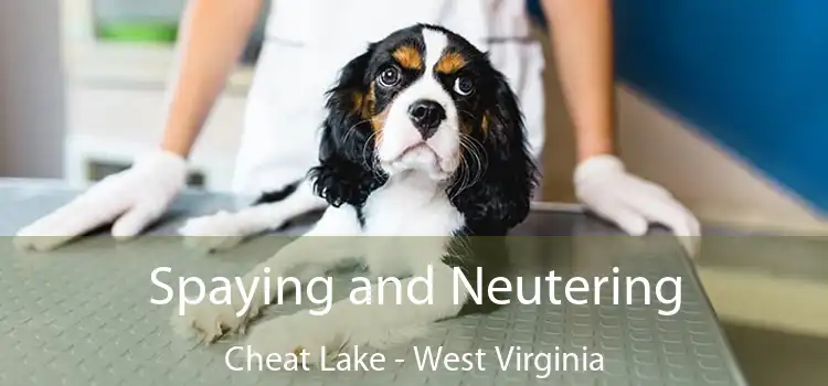 Spaying and Neutering Cheat Lake - West Virginia