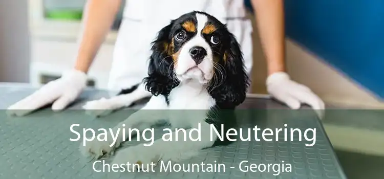 Spaying and Neutering Chestnut Mountain - Georgia