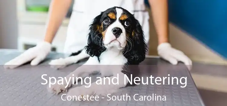 Spaying and Neutering Conestee - South Carolina