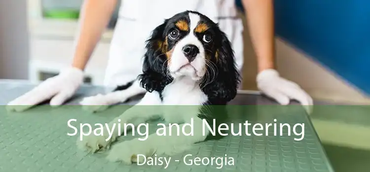 Spaying and Neutering Daisy - Georgia