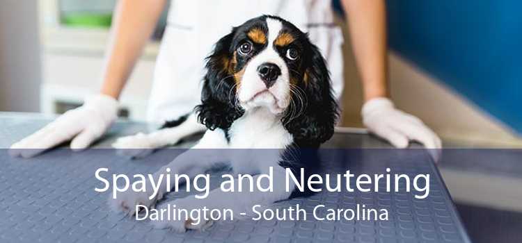 Spaying and Neutering Darlington - South Carolina