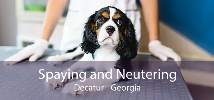 Spaying and Neutering Decatur - Georgia