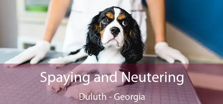 Spaying and Neutering Duluth - Georgia