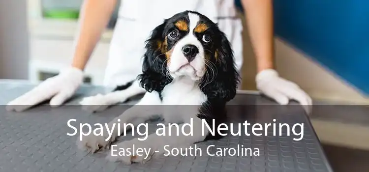 Spaying and Neutering Easley - South Carolina