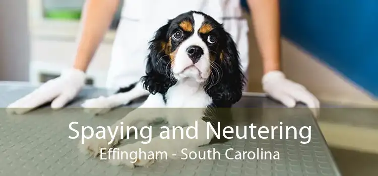 Spaying and Neutering Effingham - South Carolina