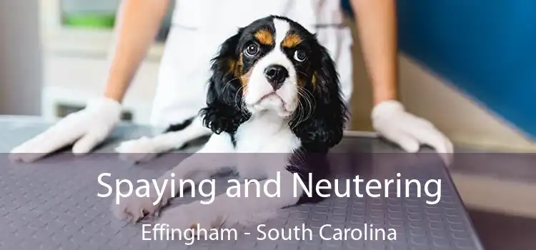 Spaying and Neutering Effingham - South Carolina