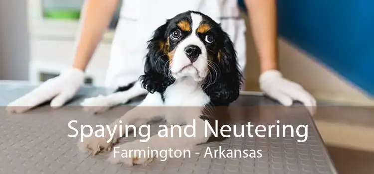 Spaying and Neutering Farmington - Arkansas