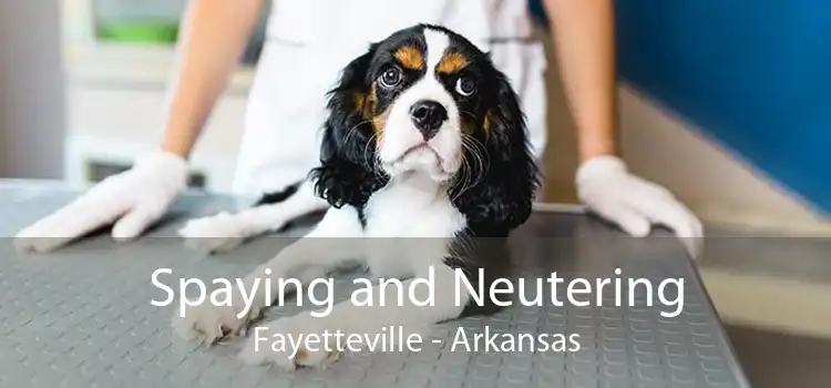 Spaying and Neutering Fayetteville - Arkansas