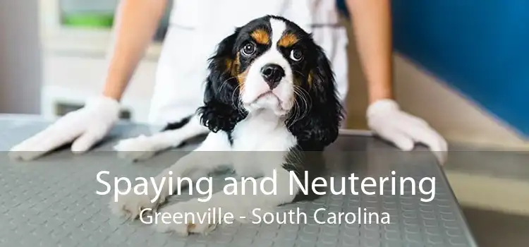 Spaying and Neutering Greenville - South Carolina