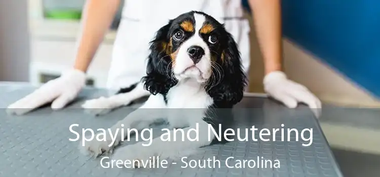 Spaying and Neutering Greenville - South Carolina