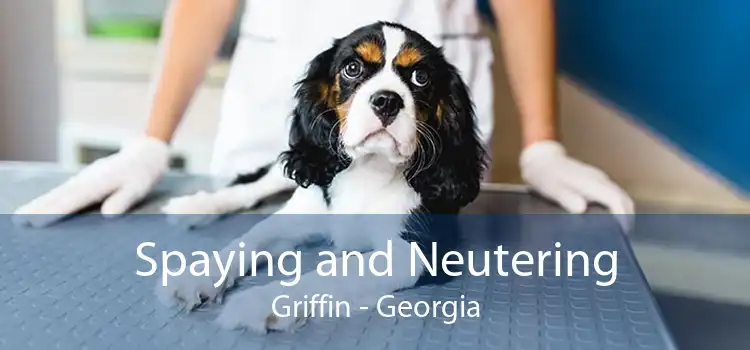 Spaying and Neutering Griffin - Georgia