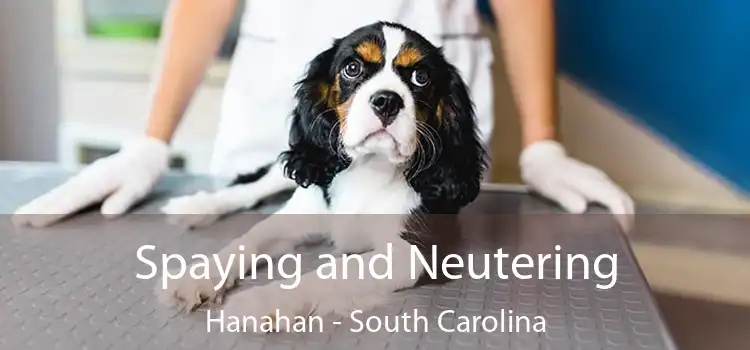 Spaying and Neutering Hanahan - South Carolina