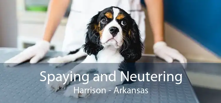 Spaying and Neutering Harrison - Arkansas