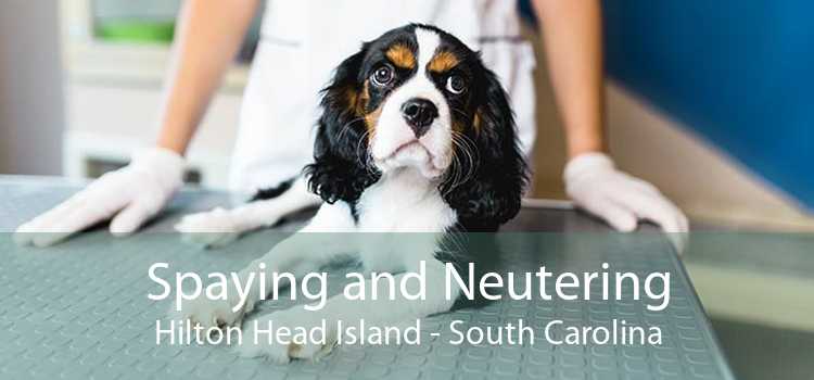 Spaying and Neutering Hilton Head Island - South Carolina
