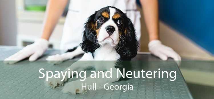 Spaying and Neutering Hull - Georgia