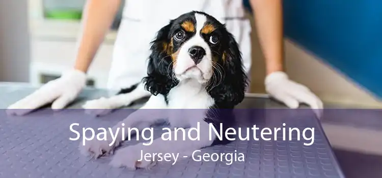 Spaying and Neutering Jersey - Georgia