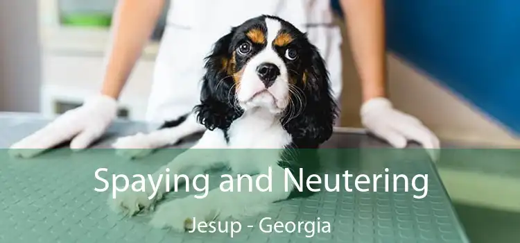 Spaying and Neutering Jesup - Georgia