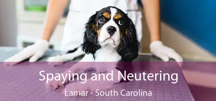 Spaying and Neutering Lamar - South Carolina