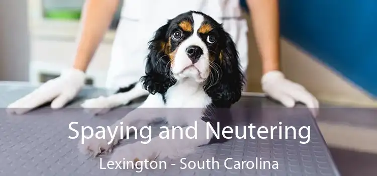 Spaying and Neutering Lexington - South Carolina