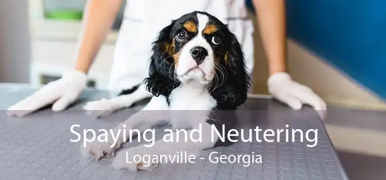 Spaying and Neutering Loganville - Georgia