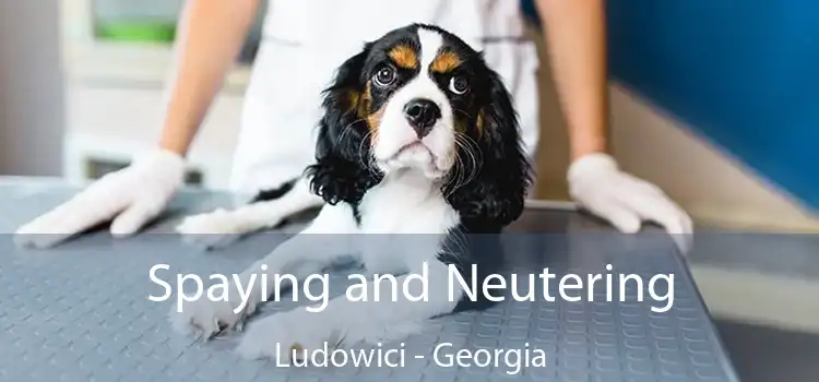 Spaying and Neutering Ludowici - Georgia