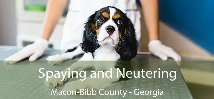 Spaying and Neutering Macon-Bibb County - Georgia