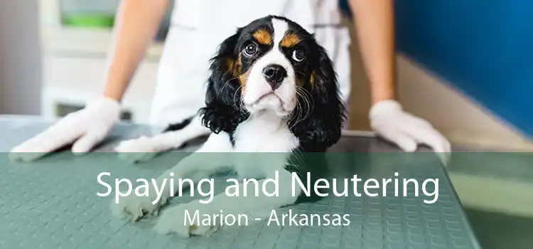 Spaying and Neutering Marion - Arkansas