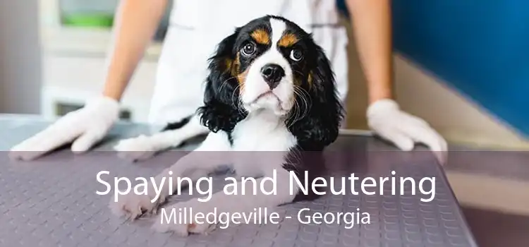 Spaying and Neutering Milledgeville - Georgia