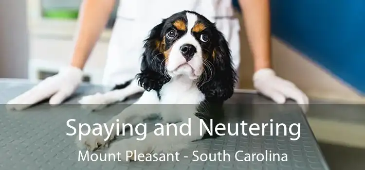 Spaying and Neutering Mount Pleasant - South Carolina