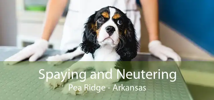 Spaying and Neutering Pea Ridge - Arkansas