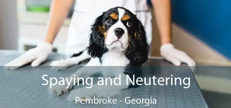 Spaying and Neutering Pembroke - Georgia