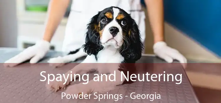 Spaying and Neutering Powder Springs - Georgia