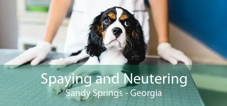 Spaying and Neutering Sandy Springs - Georgia