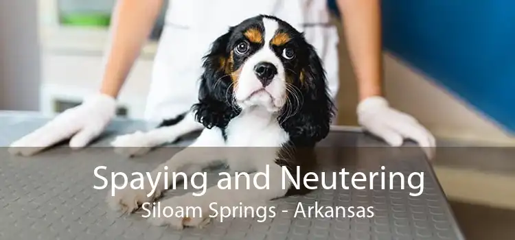 Spaying and Neutering Siloam Springs - Arkansas