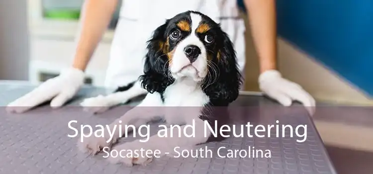 Spaying and Neutering Socastee - South Carolina
