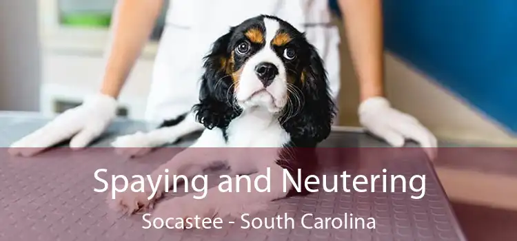 Spaying and Neutering Socastee - South Carolina