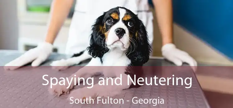 Spaying and Neutering South Fulton - Georgia