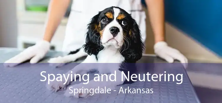 Spaying and Neutering Springdale - Arkansas