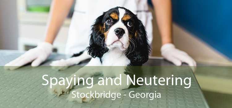 Spaying and Neutering Stockbridge - Georgia