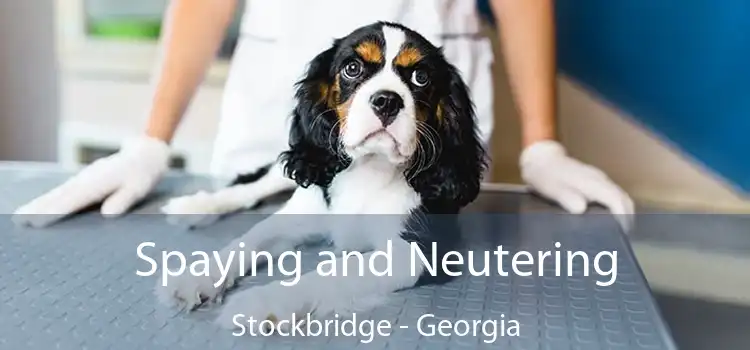 Spaying and Neutering Stockbridge - Georgia